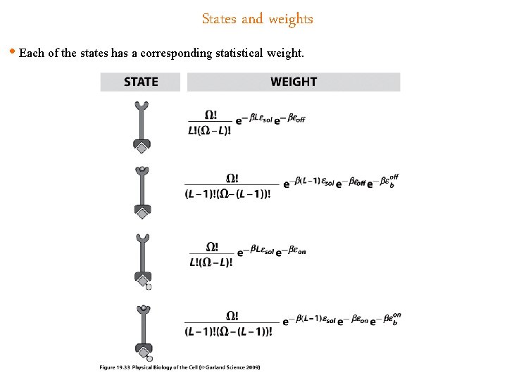 States and weights • Each of the states has a corresponding statistical weight. 