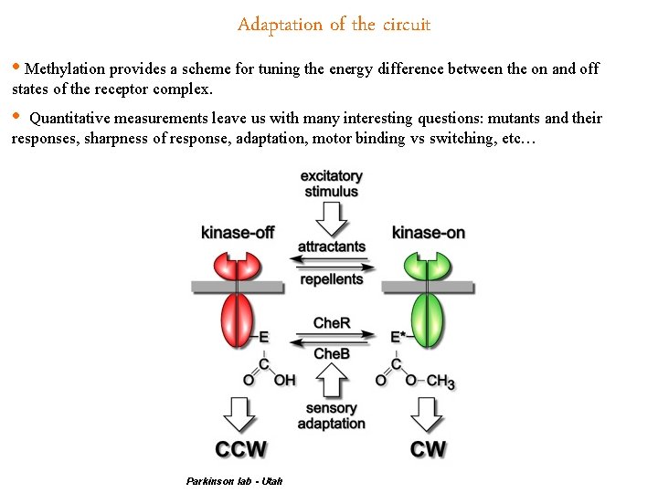 Adaptation of the circuit • Methylation provides a scheme for tuning the energy difference