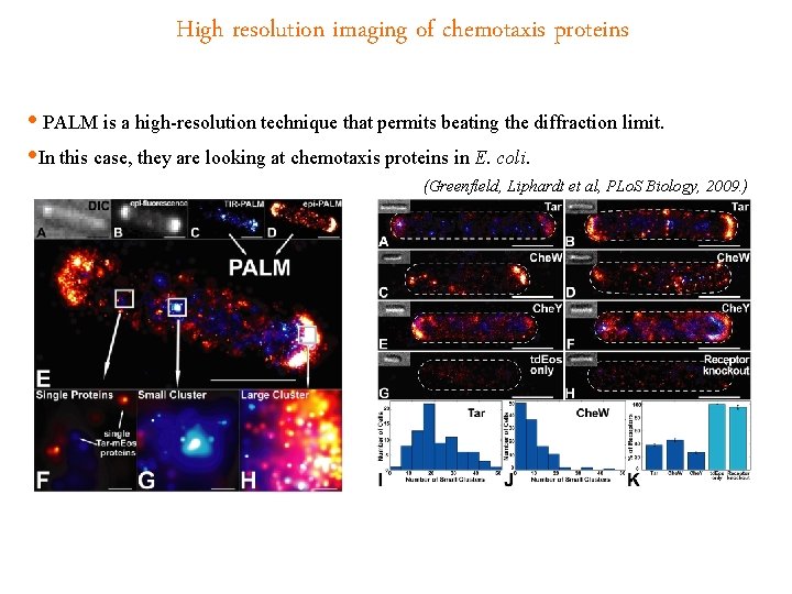 High resolution imaging of chemotaxis proteins • PALM is a high-resolution technique that permits