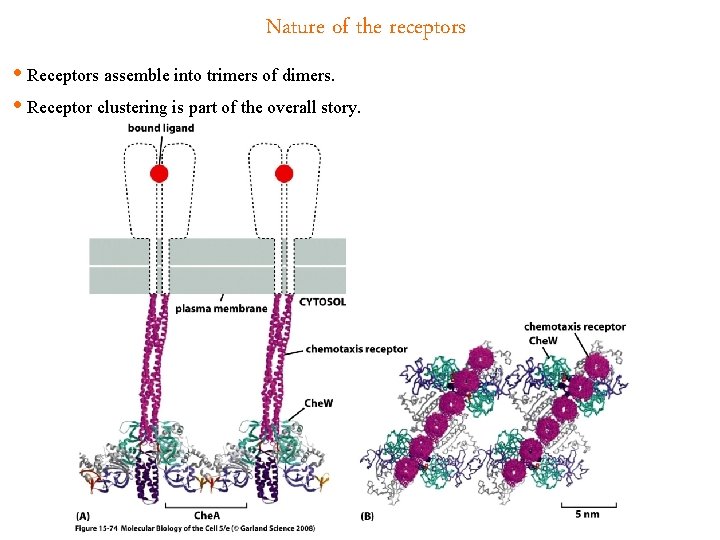Nature of the receptors • Receptors assemble into trimers of dimers. • Receptor clustering