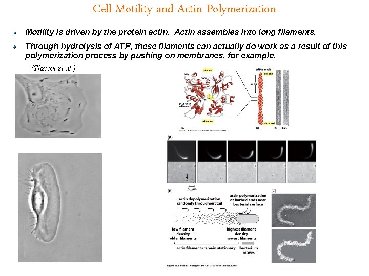Cell Motility and Actin Polymerization Motility is driven by the protein actin. Actin assembles
