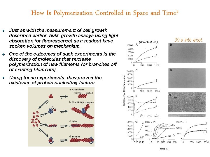 How Is Polymerization Controlled in Space and Time? Just as with the measurement of