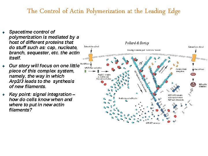 The Control of Actin Polymerization at the Leading Edge Spacetime control of polymerization is