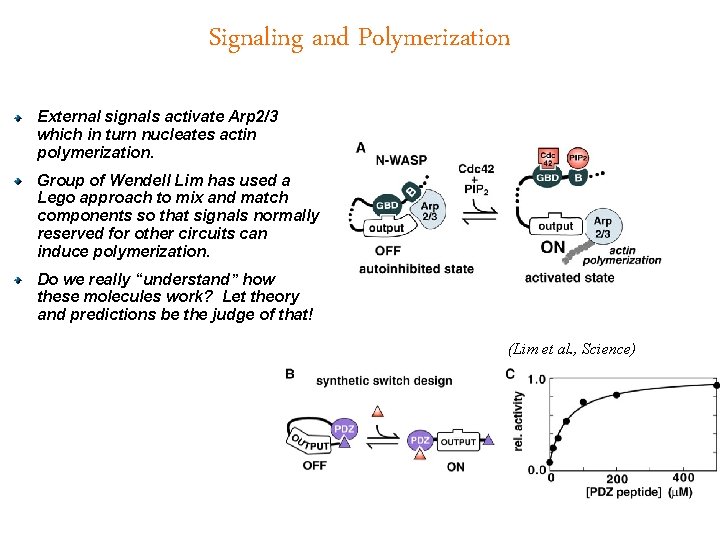 Signaling and Polymerization External signals activate Arp 2/3 which in turn nucleates actin polymerization.