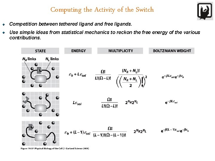 Computing the Activity of the Switch Competition between tethered ligand free ligands. Use simple