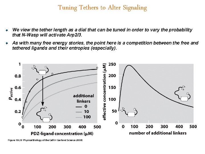 Tuning Tethers to Alter Signaling We view the tether length as a dial that