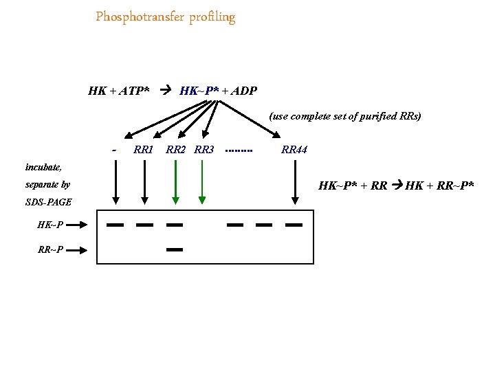 Phosphotransfer profiling HK + ATP* HK~P* + ADP (use complete set of purified RRs)