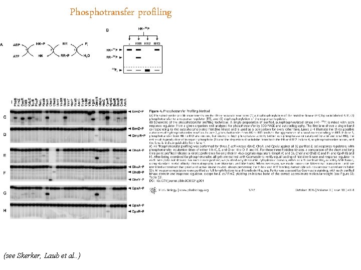 Phosphotransfer profiling (see Skerker, Laub et al. . ) 