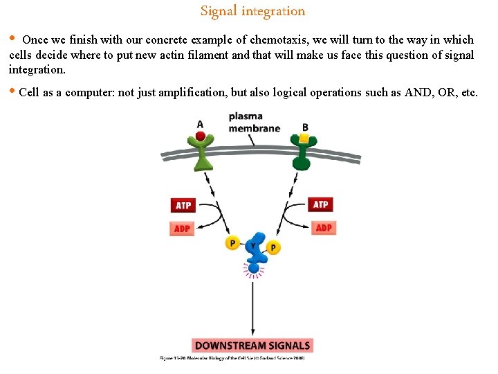  • Signal integration Once we finish with our concrete example of chemotaxis, we