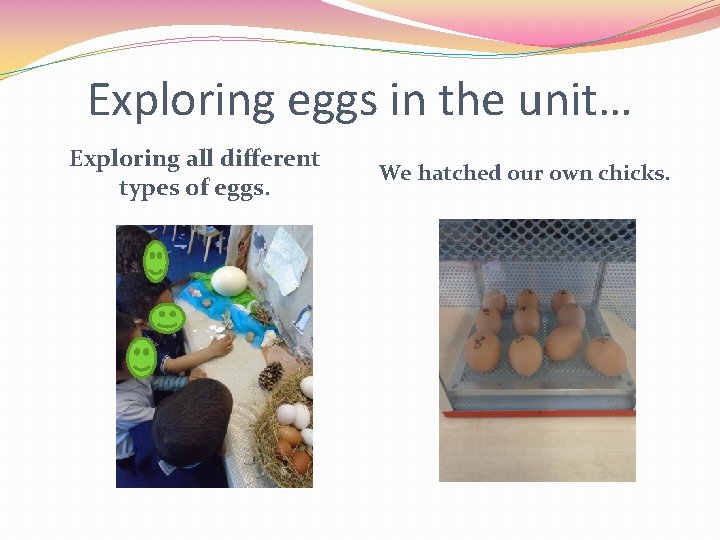 Exploring eggs in the unit… Exploring all different types of eggs. We hatched our