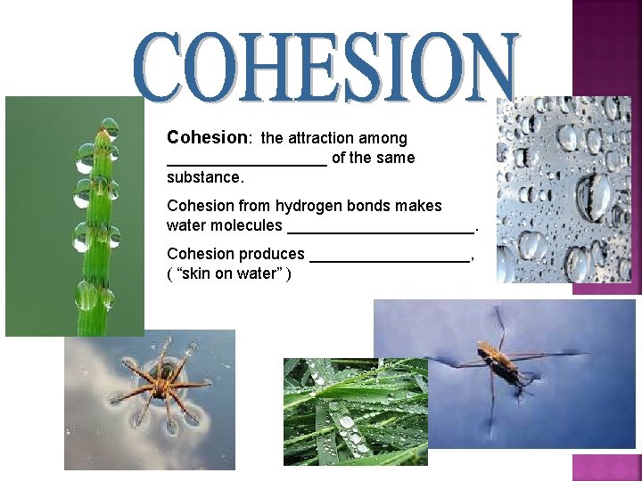 Cohesion: the attraction among _________ of the same substance. Cohesion from hydrogen bonds makes