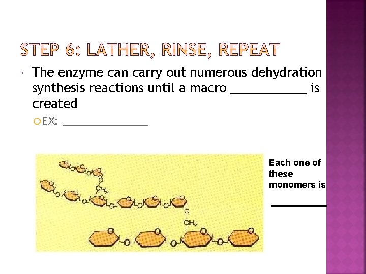  The enzyme can carry out numerous dehydration synthesis reactions until a macro ______