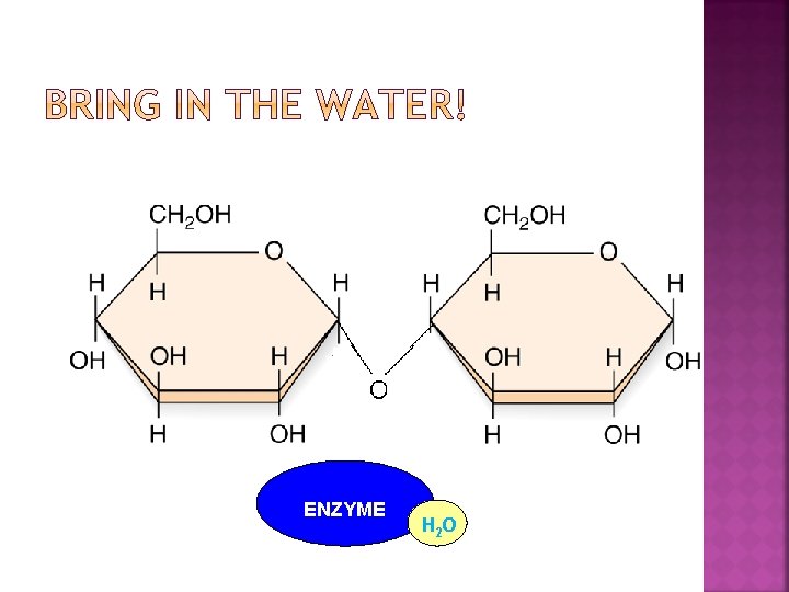 ENZYME H 2 O 