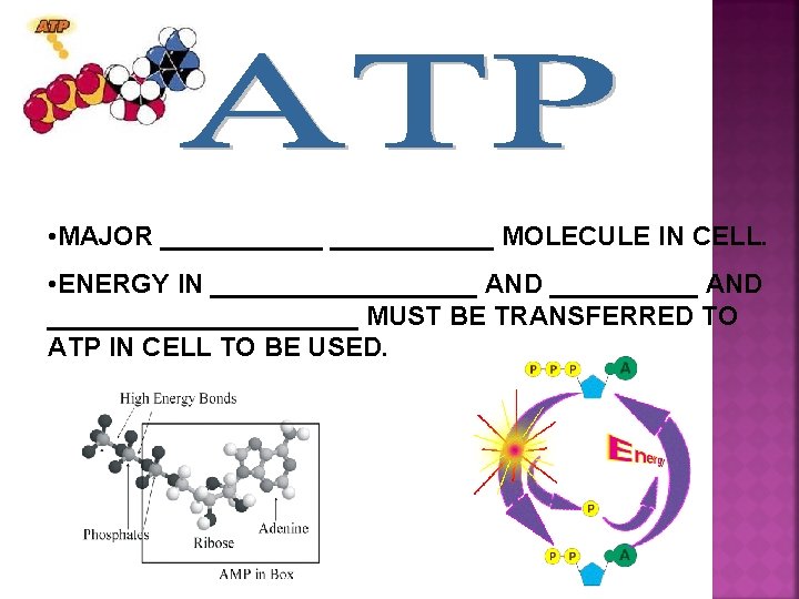  • MAJOR ___________ MOLECULE IN CELL. • ENERGY IN _________ AND ________________ MUST