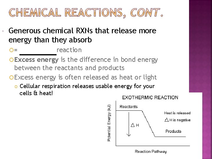  Generous chemical RXNs that release more energy than they absorb = reaction Excess