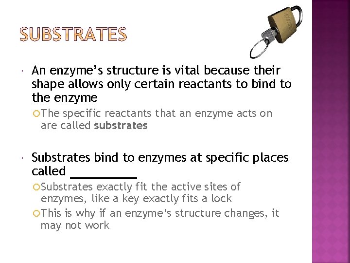  An enzyme’s structure is vital because their shape allows only certain reactants to