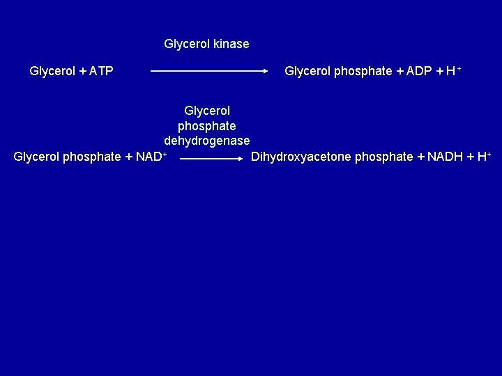Glycerol kinase Glycerol + ATP Glycerol phosphate + ADP + H + Glycerol phosphate