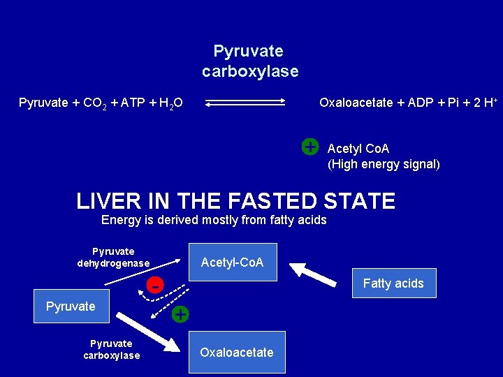 Pyruvate carboxylase Pyruvate + CO 2 + ATP + H 2 O Oxaloacetate +