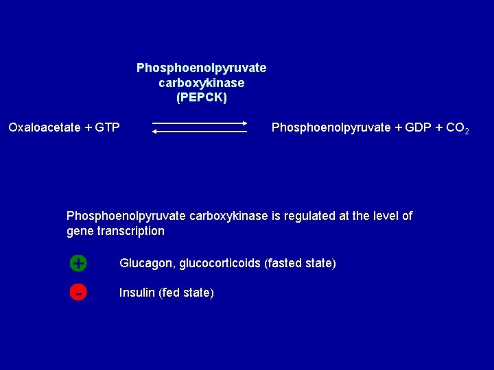 Phosphoenolpyruvate carboxykinase (PEPCK) Oxaloacetate + GTP Phosphoenolpyruvate + GDP + CO 2 Phosphoenolpyruvate carboxykinase