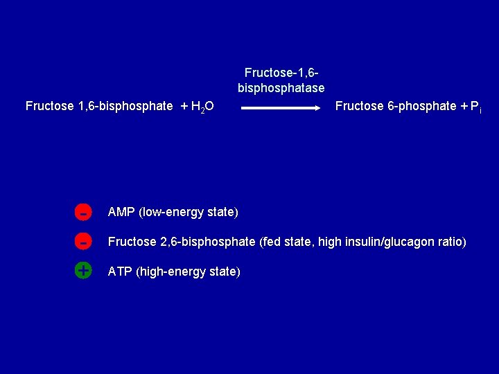 Fructose-1, 6 bisphosphatase Fructose 1, 6 -bisphosphate + H 2 O + Fructose 6