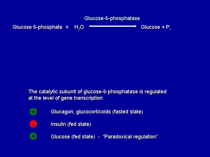 Glucose-6 -phosphatase Glucose 6 -phosphate + H 2 O Glucose + P i The