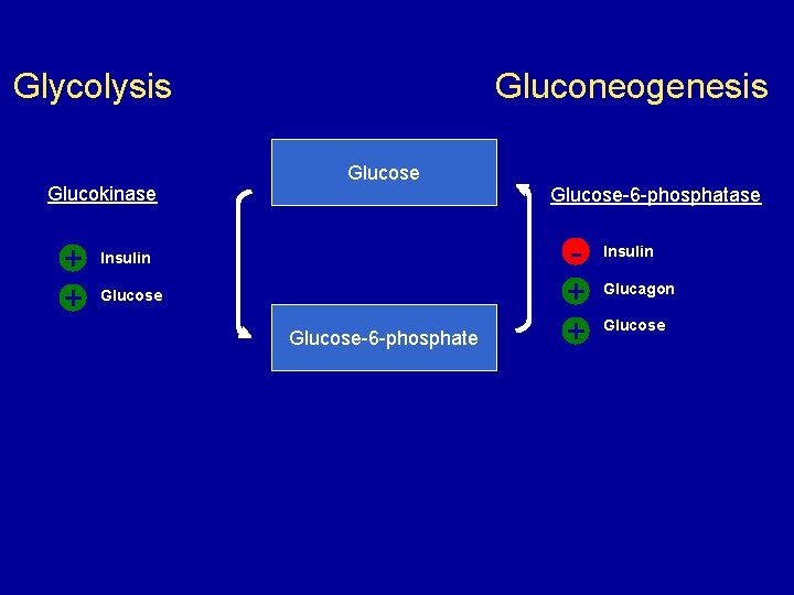 Glycolysis Glucokinase + + Gluconeogenesis Glucose-6 -phosphatase Insulin Glucose-6 -phosphate + + Insulin Glucagon