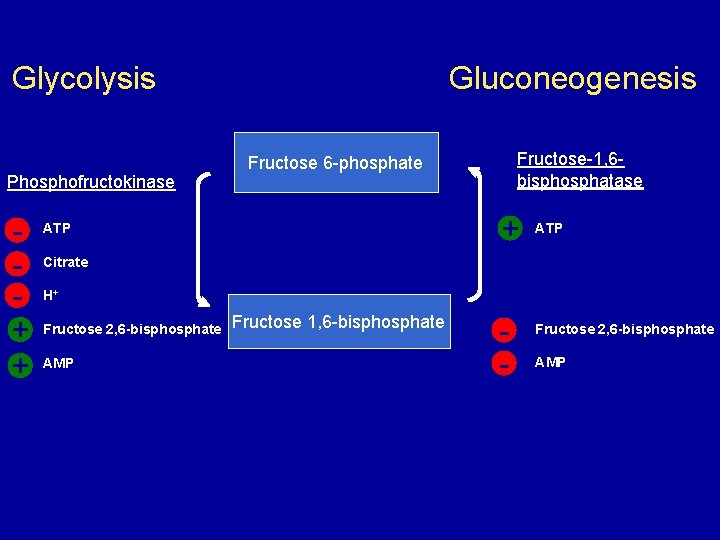 Glycolysis Phosphofructokinase + + Gluconeogenesis Fructose-1, 6 bisphosphatase Fructose 6 -phosphate + ATP Citrate