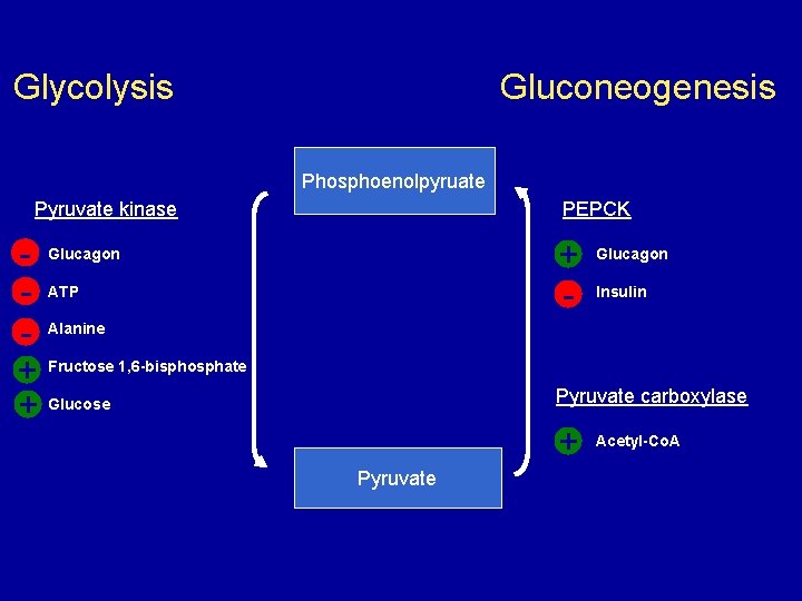 Glycolysis Gluconeogenesis Phosphoenolpyruate Pyruvate kinase PEPCK - Glucagon - ATP - Alanine + Fructose