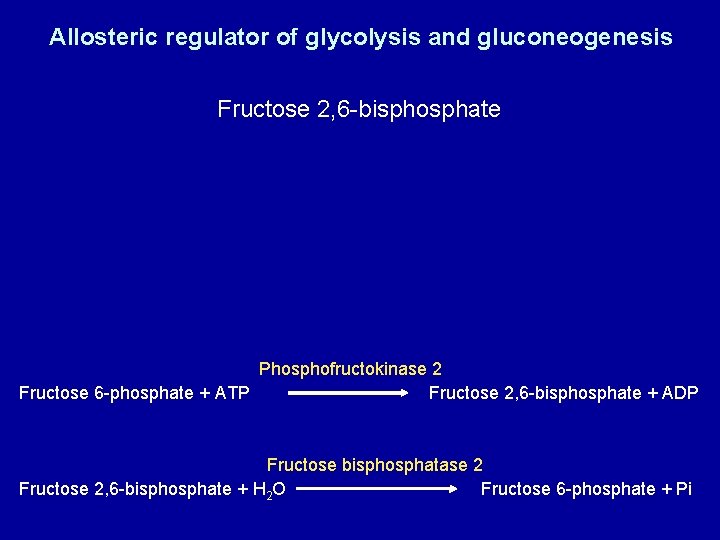 Allosteric regulator of glycolysis and gluconeogenesis Fructose 2, 6 -bisphosphate Phosphofructokinase 2 Fructose 6