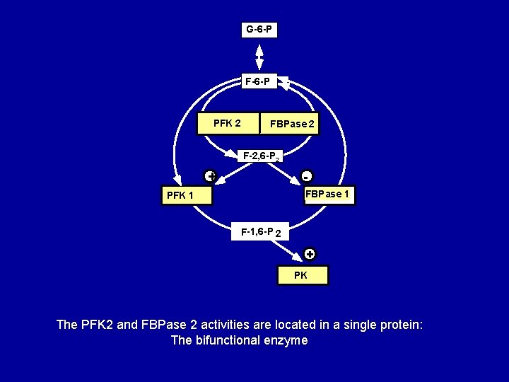 G-6 -P F-6 -P PFK 2 FBPase 2 F-2, 6 -P 2 + FBPase