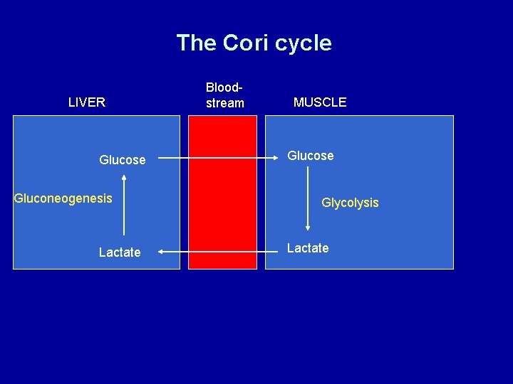 The Cori cycle LIVER Glucose Gluconeogenesis Lactate Bloodstream MUSCLE Glucose Glycolysis Lactate 