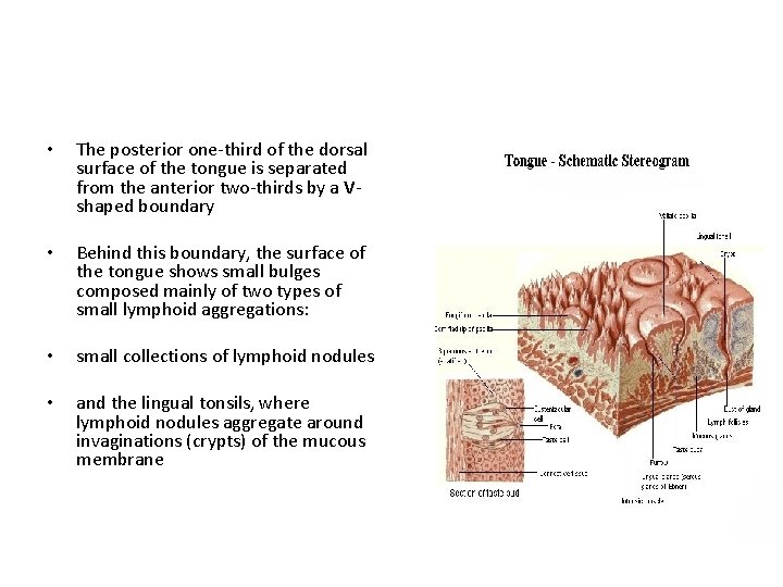  • The posterior one-third of the dorsal surface of the tongue is separated
