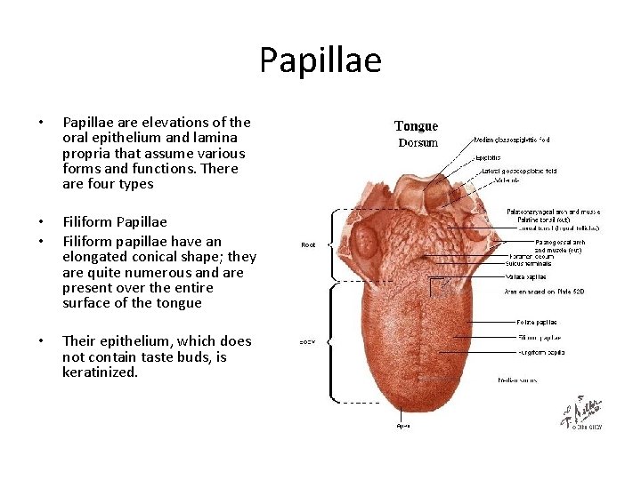 Papillae • Papillae are elevations of the oral epithelium and lamina propria that assume