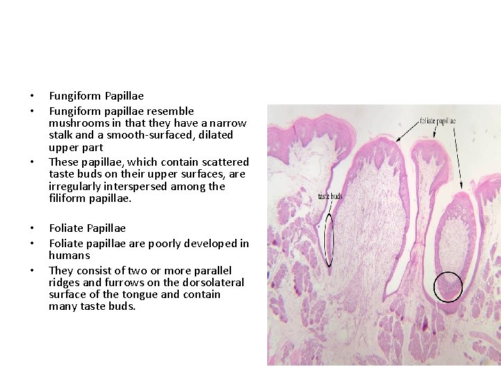  • • • Fungiform Papillae Fungiform papillae resemble mushrooms in that they have