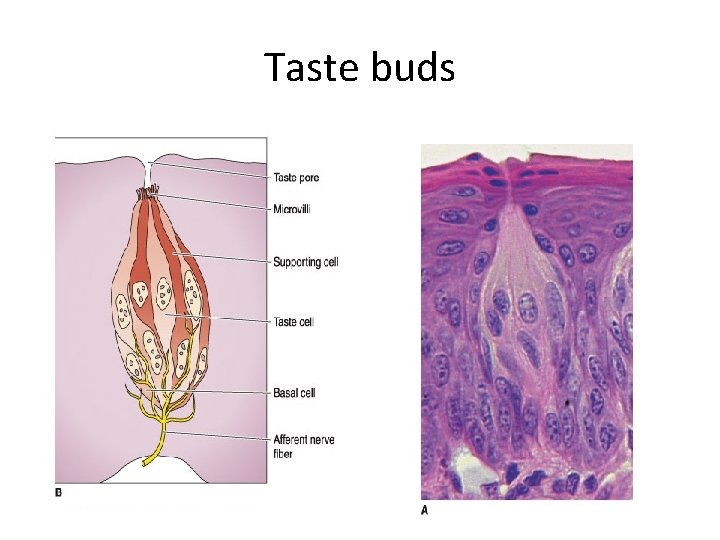 Taste buds 