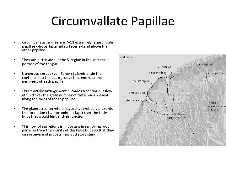 Circumvallate Papillae • Circumvallate papillae are 7– 12 extremely large circular papillae whose flattened