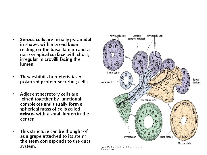  • Serous cells are usually pyramidal in shape, with a broad base resting