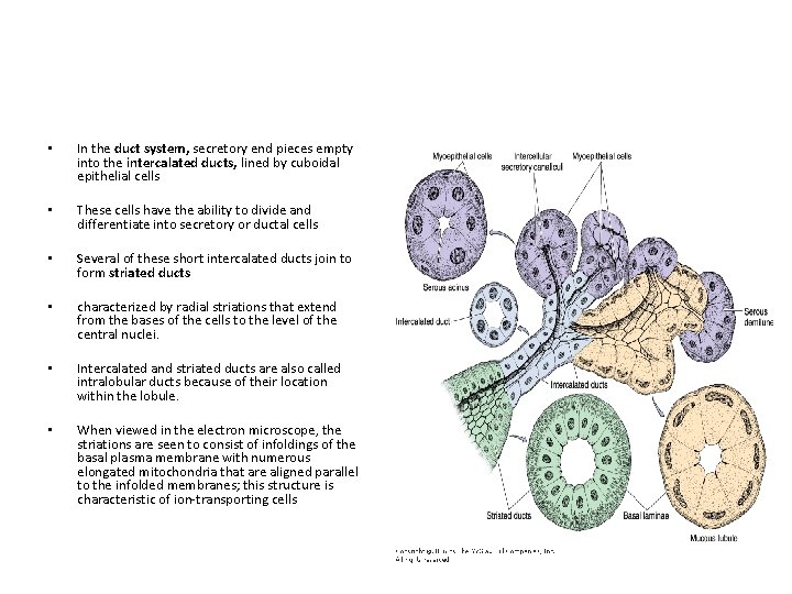  • In the duct system, secretory end pieces empty into the intercalated ducts,