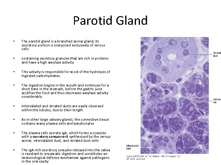Parotid Gland • The parotid gland is a branched acinar gland; its secretory portion