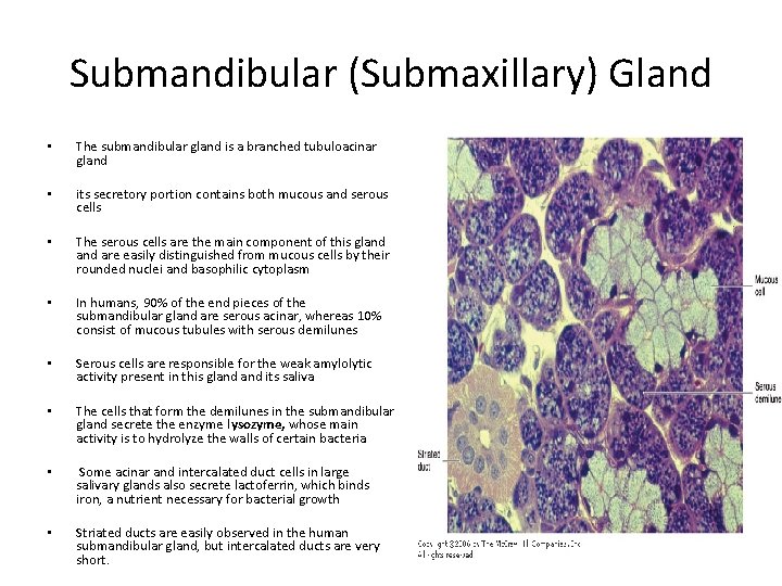 Submandibular (Submaxillary) Gland • The submandibular gland is a branched tubuloacinar gland • its