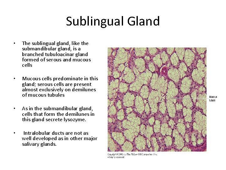 Sublingual Gland • The sublingual gland, like the submandibular gland, is a branched tubuloacinar