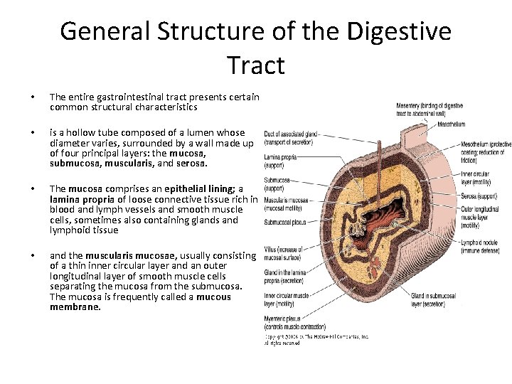 General Structure of the Digestive Tract • The entire gastrointestinal tract presents certain common