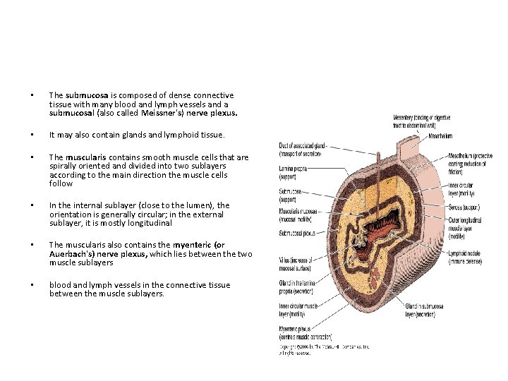  • The submucosa is composed of dense connective tissue with many blood and