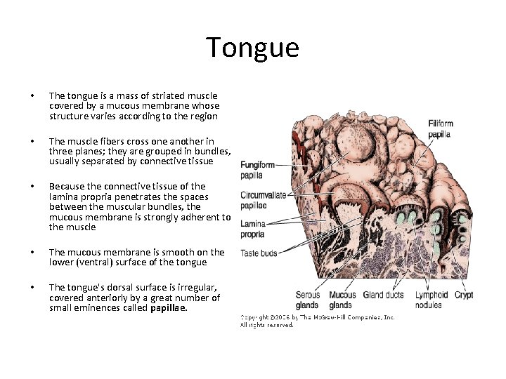 Tongue • The tongue is a mass of striated muscle covered by a mucous