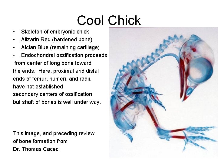 Cool Chick • Skeleton of embryonic chick • Alizarin Red (hardened bone) • Alcian