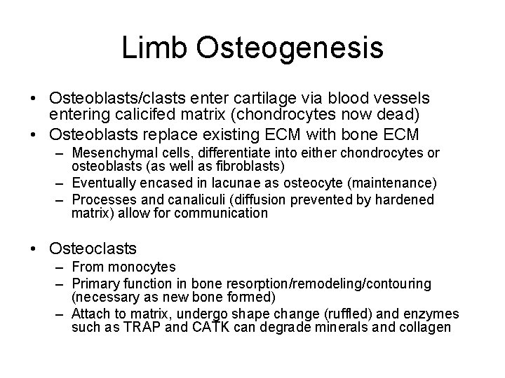 Limb Osteogenesis • Osteoblasts/clasts enter cartilage via blood vessels entering calicifed matrix (chondrocytes now