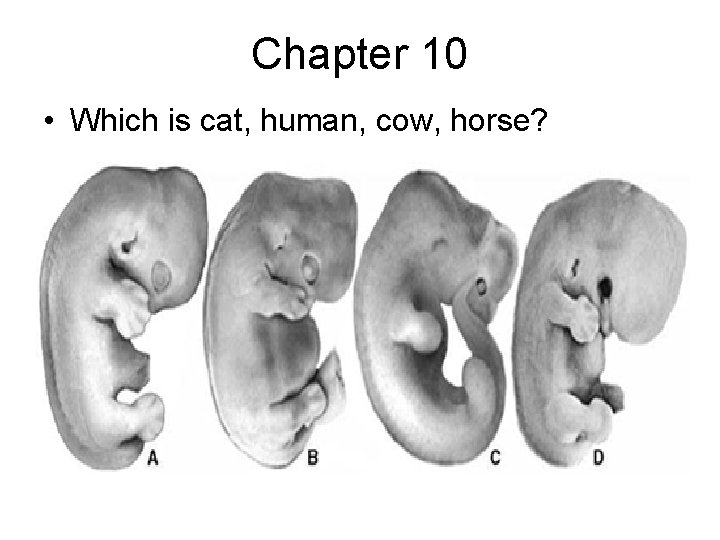 Chapter 10 • Which is cat, human, cow, horse? 