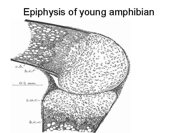 Epiphysis of young amphibian 