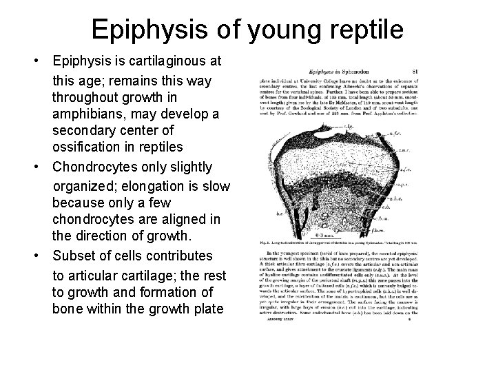 Epiphysis of young reptile • Epiphysis is cartilaginous at this age; remains this way