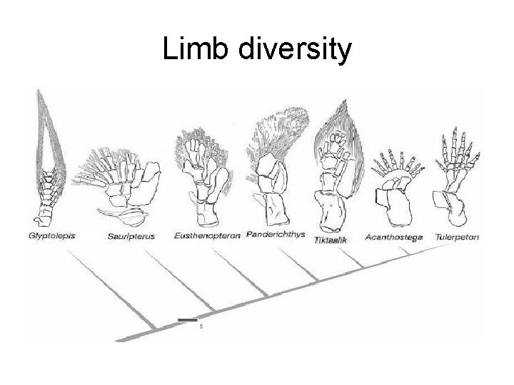Limb diversity 